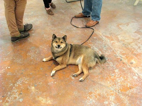 And because no art show is complete without canines: Vixen, the art dog—and a total stage hog.